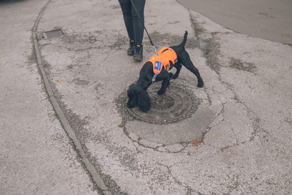 Wessex Water Deploys Detection Dogs to Sniff Out Sewer Misconnections